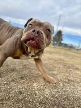 Fox Terrier and Mixed Breed Dogs Available for Adoption - Baked Potato | PetCurious