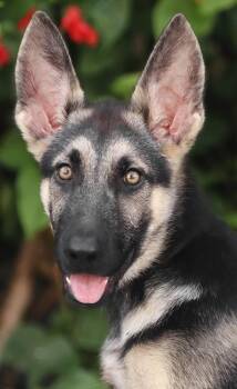 Tucker von Tanna -  German Shepherd Dog Dog for Adoption in Los Angeles, California - Tucker Von Tanna | PetCurious