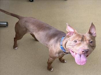 PETEY -  Pit Bull Terrier and Mixed Breed Dog for Adoption in Derwood, Maryland - PETEY | PetCurious