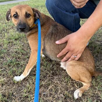 Bentley -  Black Mouth Cur and Rat Terrier Dog for Adoption in Harlingen, Texas - Bentley | PetCurious
