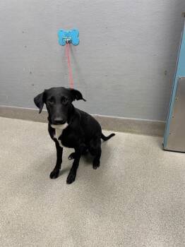MADELINE -  Labrador Retriever and Siberian Husky Dog for Adoption in Las Vegas, Nevada - MADELINE | PetCurious