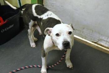 Livy -  Terrier and Mixed Breed Dog for Adoption in Picayune, Mississippi - Livy | PetCurious