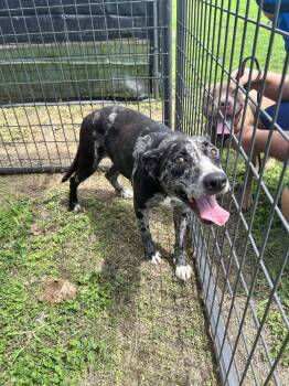 Lucy Girl -  Catahoula Leopard Dog Dog for Adoption in Scott, Louisiana - Lucy Girl | PetCurious