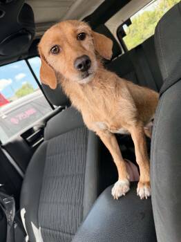 America -  Irish Terrier Dog for Adoption in Harlingen, Texas - America | PetCurious