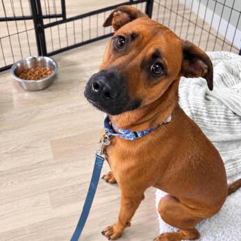 Zayda -  Belgian Shepherd Malinois and Mixed Breed Dog for Adoption in Griswold, Connecticut - Zayda | PetCurious