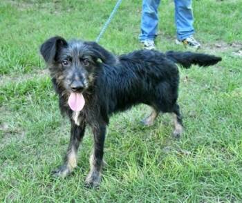 Rescue Schnauzer and Mixed Breed Dogs for Adoption in Morton Grove, Illinois - Harry | PetCurious