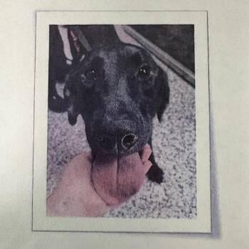 MORNINGSTAR 9665 -  Black Labrador Retriever and None Dog Available for Adoption in Loxahatchee Groves, Florida - MORNINGSTAR 9665 | PetCurious