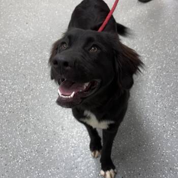 Glitter Bomb -  Labrador Retriever and Great Pyrenees Dog for Adoption in Bardstown, Kentucky - Glitter Bomb | PetCurious