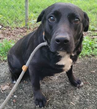 Pickles 4 -  Black Labrador Retriever Dog for Adoption in Killingworth, Connecticut - Pickles 4 | PetCurious