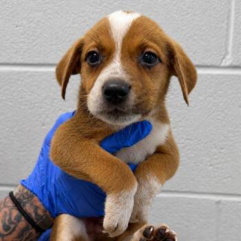 Mars -  Labrador Retriever and Mixed Breed Dog for Adoption in Marshall, Texas - Mars | PetCurious