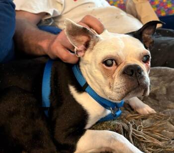 Boston Terrier Dogs Available for Adoption - Zoie In KS | PetCurious