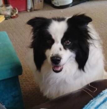 Lady -  Border Collie and Great Pyrenees Dog for Adoption in Hampton, Virginia - Lady | PetCurious