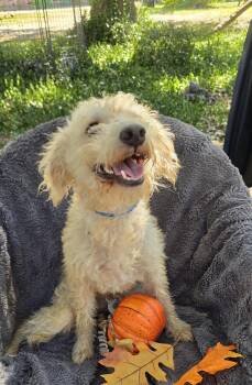 Hazino BR14076-T LOCAL Adoption Event in Burlington 8/22 -  Poodle Dog for Adoption in Missouri City, Texas - Hazino BR14076-T LOCAL Adoption Event In Burlington 8/22 | PetCurious