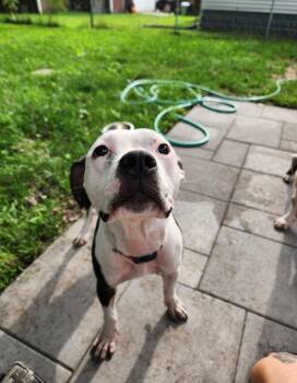 Ella -  Pit Bull Terrier Dog for Adoption in Merrillville, Indiana - Ella | PetCurious