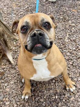 Peri -  Boxer Dog for Adoption in El Paso, Texas - Peri | PetCurious