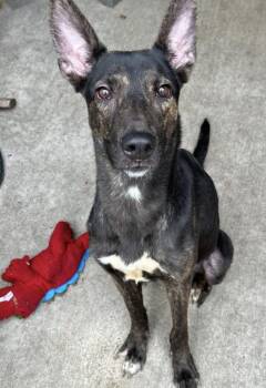 German Shepherd Dog and Pit Bull Terrier Dogs Available for Adoption in Chicago, Illinois - Melody | PetCurious