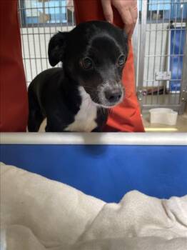 Chihuahua Dogs Available for Adoption - NOODLE | PetCurious