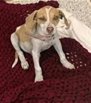 TULIP -  Labrador Retriever and Mixed Breed Dog for Adoption in Brunswick, Georgia - TULIP | PetCurious