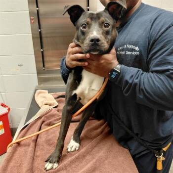 Pit Bull Terrier and Mixed Breed Dogs Available for Adoption - HUDSON | PetCurious