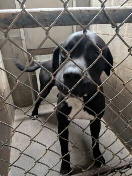 Great Dane and American Bully Dogs Available for Adoption - Duke | PetCurious