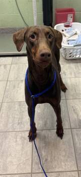 ARTHUR -  Doberman Pinscher and Mixed Breed Dog for Adoption in Grand Prairie, Texas - ARTHUR | PetCurious