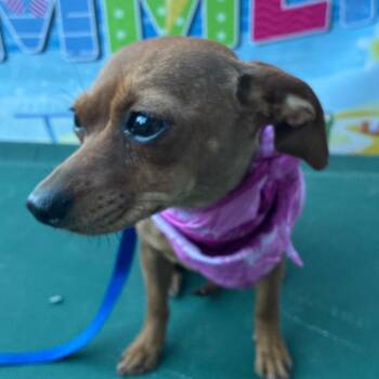 Coco -  Chihuahua Dog for Adoption in Aledo, Texas - Coco | PetCurious