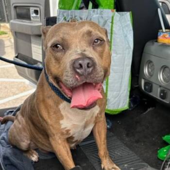 Fargo -  Pit Bull Terrier Dog for Adoption in Philadelphia, Pennsylvania - Fargo | PetCurious
