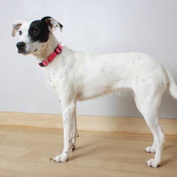 Rescue Terrier and Mixed Breed Dogs for Adoption in Minnetonka, Minnesota - Lucy D66128 | PetCurious