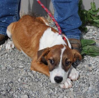 Rescue Pit Bull Terrier and Mixed Breed Dogs for Adoption in Vacaville, California - Calypso | PetCurious