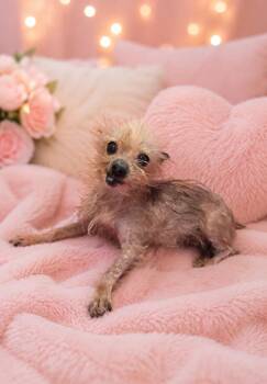 Ella -  Yorkshire Terrier Dog for Adoption in Cedartown, Georgia - Ella | PetCurious
