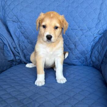 Rescue Boxer and Siberian Husky Dogs for Adoption in Olathe, Kansas - Crown | PetCurious