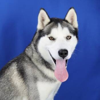 Siberian Husky Dogs Available for Adoption - Sabel | PetCurious