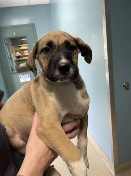 German Shepherd Dog and Mixed Breed Dogs Available for Adoption in Newton, North Carolina - JOEY | PetCurious