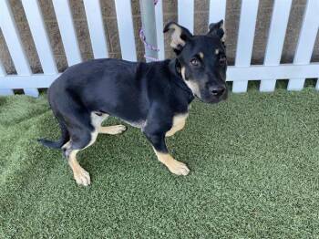 Doberman Pinscher and Mixed Breed Dogs Available for Adoption in Modesto, California - A610570 | PetCurious