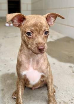 Donald -  Chihuahua and Mixed Breed Dog for Adoption in Morristown, New Jersey - Donald | PetCurious