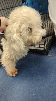Puffin -  Poodle Dog for Adoption in Charleston, South Carolina - Puffin | PetCurious