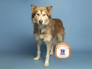 JASPER -  Siberian Husky Dog for Adoption in Phoenix, Arizona - JASPER | PetCurious