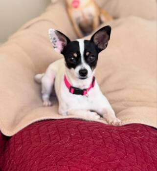 Rescue Chihuahua Dogs for Adoption in Richmond, Texas - Barbara | PetCurious
