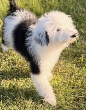 Sheepadoodle Dogs Available for Adoption in Cerritos, California - Ken | PetCurious
