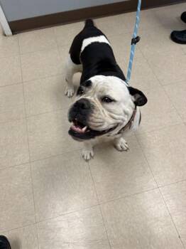 BUFFY -  English Bulldog Dog for Adoption in Killeen, Texas - BUFFY | PetCurious