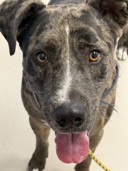 Baron -  Catahoula Leopard Dog and Pit Bull Terrier Dog for Adoption in Grand Junction, Colorado - Baron | PetCurious