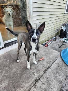 Rescue Dutch Shepherd and Australian Shepherd Dogs for Adoption in South Elgin, Illinois - Gia | PetCurious