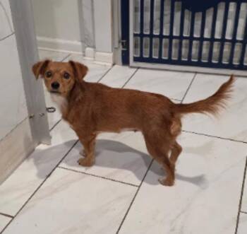 Goldie -  Chihuahua Dog for Adoption in Sedalia, Colorado - Goldie | PetCurious