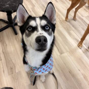 Husky Dogs Available for Adoption in Watertown, Connecticut - Alfie | PetCurious