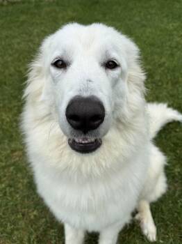 Luca -  Great Pyrenees Dog for Adoption in Brooklyn Center, Minnesota - Luca | PetCurious
