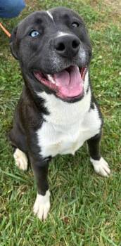 Rescue Akita and Labrador Retriever Dogs for Adoption in Washington Court House, Ohio - Jaime | PetCurious