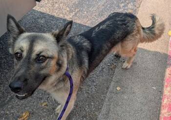 BAYBE -  German Shepherd Dog Dog for Adoption in Rowlett, Texas - BAYBE | PetCurious