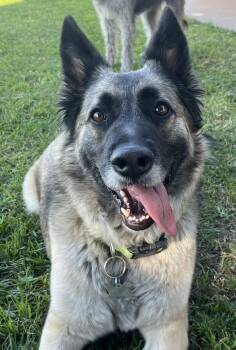 German Shepherd Dog Dogs Available for Adoption - Lux | PetCurious