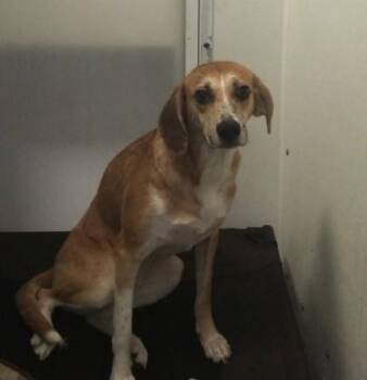 Hound and Mixed Breed Dogs Available for Adoption in Palm Coast, Florida - Carolyn | PetCurious