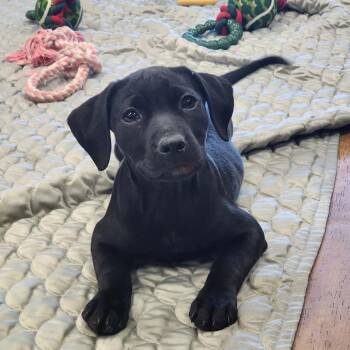 Black Labrador Retriever and Mixed Breed Dogs Available for Adoption in Hopkinton, Massachusetts - Berry | PetCurious